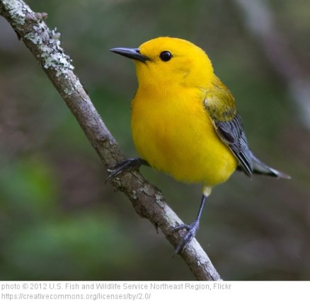 A Prothonotary warbler