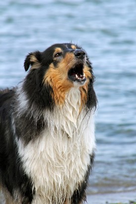 collie-370023_1920