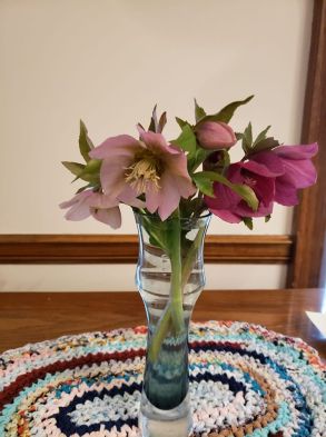 Lenten roses